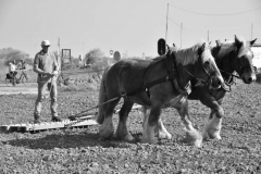 DSC_5728 (950x632)