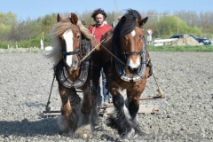 DSC_5736 (950x687)