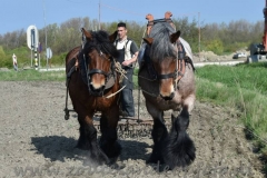 DSC_5742 (950x686)