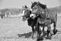 DSC_5746 (950x632)
