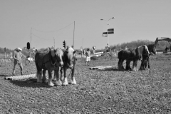 DSC_5785 (950x632)