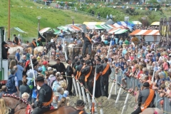 FDZ16 (1a)