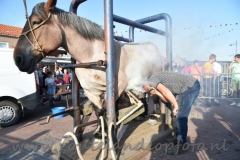 DSC_3085 (950x632)