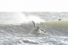 DSC_0088 (950x635)