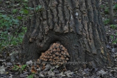 DSC_6286 (950x633)