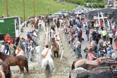 DSC_0869 (950x632)