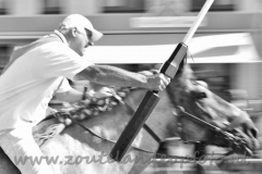 DSC_2540 (950x634)